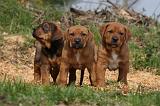 TOSA INU 446